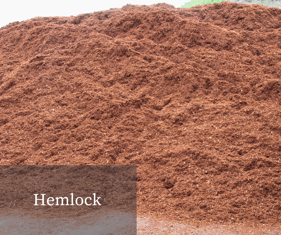 Hemlock Mulch