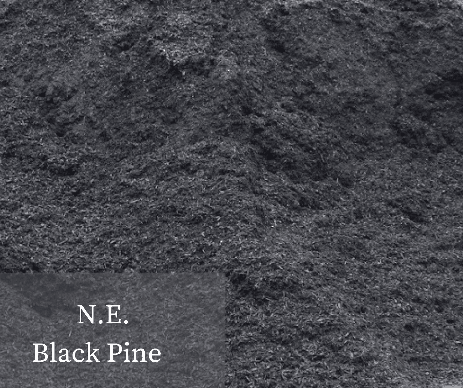 N.E. Black Pine V2